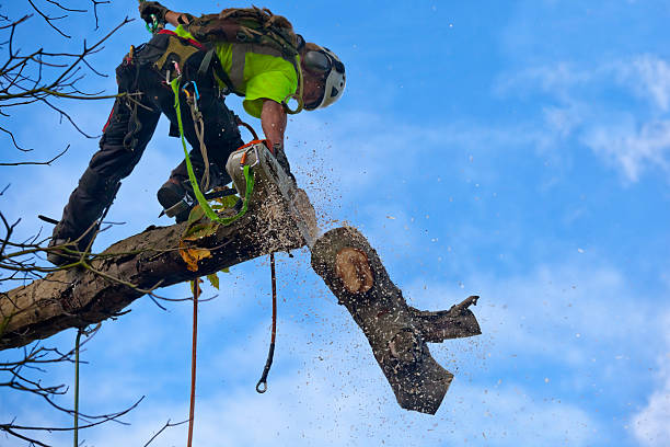 Eagleville, PA Tree Removal Services Company